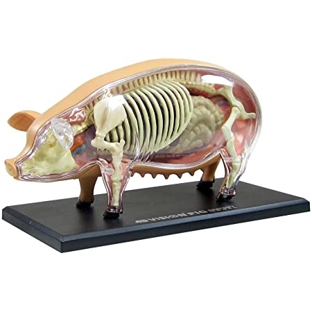 スカイネット 立体パズル 4D VISION 動物解剖 No.01 豚解剖モデル