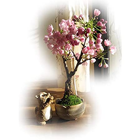 ツイン桜盆栽　　八重桜盆栽