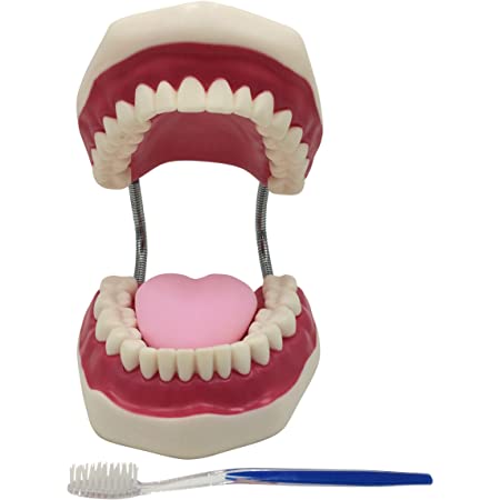 TechnoHealth 歯列模型 大 小 2点セット 歯ブラシ付き 歯磨き 指導 教育 実習 デモンストレーション用