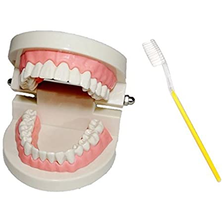 TechnoHealth 歯列模型 大 小 2点セット 歯ブラシ付き 歯磨き 指導 教育 実習 デモンストレーション用