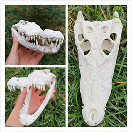 DeepGreenForest 骨 標本 模型 骨格 頭蓋骨 狼 ドクロ 骸骨 スカル 髑髏 動物 オブジェ 置物 レプリカ インテリア