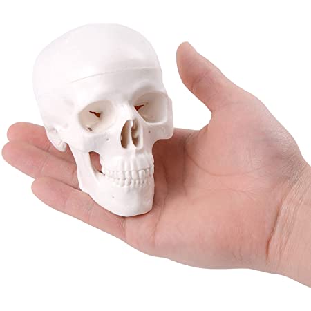 頭蓋骨 頭部 顎関節 人体 模型 可動 タイプ 学校 医学 教材 展示 装飾 デッサン 用 (実物大)