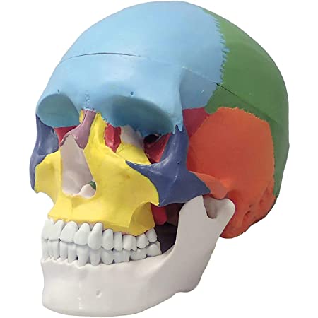 頭蓋骨 頭部 顎関節 人体 模型 可動 タイプ 学校 医学 教材 展示 装飾 デッサン 用 (実物大)