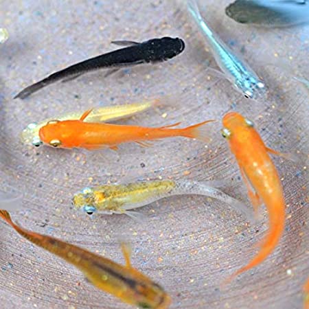 【めだか物語】ラメめだか色々お楽しみ 未選別 稚魚 SS～Sサイズ 10匹セット [生体]