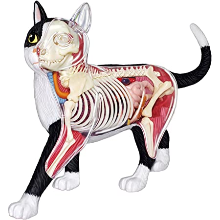 青島文化教材社 スカイネット 立体パズル 4D VISION 動物解剖 No.18 犬 解剖モデル