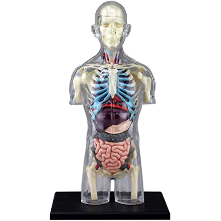 青島文化教材社 スカイネット 立体パズル 4D VISION 人体解剖 No.13 筋肉と骨格解剖モデル