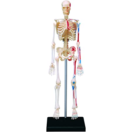 青島文化教材社 スカイネット 立体パズル 4D VISION 人体解剖 No.13 筋肉と骨格解剖モデル