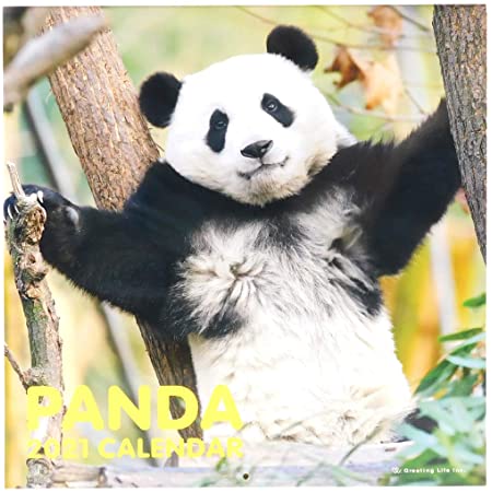 Bright Day Calendars 2021パンダの壁カレンダー、12 x 12インチ、かわいいクマの動物