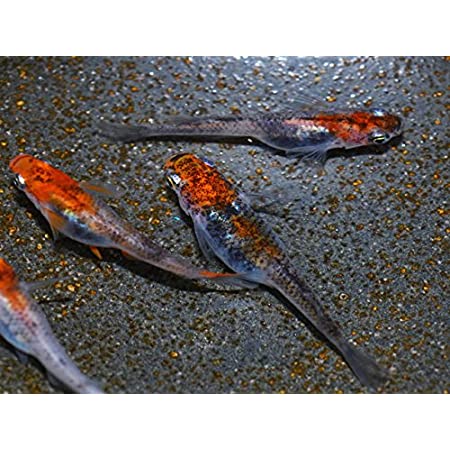 メダカ 雲州三色【若魚～成魚】赤虎10匹