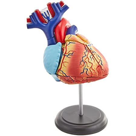 青島文化教材社 スカイネット 立体パズル 4D VISION 人体解剖 No.10 心臓解剖モデル 彩色済みパズル