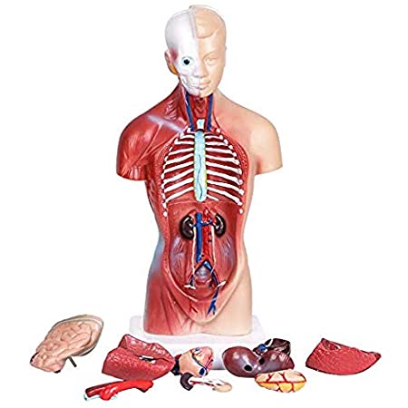 28センチの人体模型、15の部品は取り外しができます、子供が使用するのに敵する、人体胴解剖モデルは心臓、頭、脳、骨格などの部品を含んでいます、4歳以上、医学生学習、学前と学校教育展示